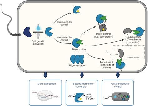 Optical Probe in Optogenetics に対する画像結果