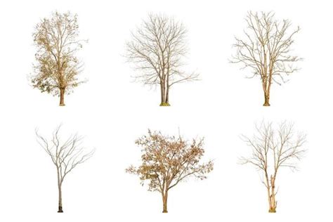 Image result for Tree Only Shape