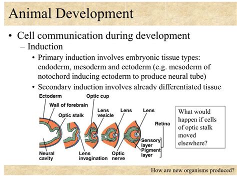 Image result for Animal Development