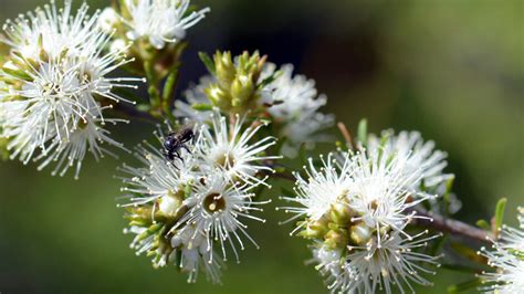 Image result for Native Grass Landscape