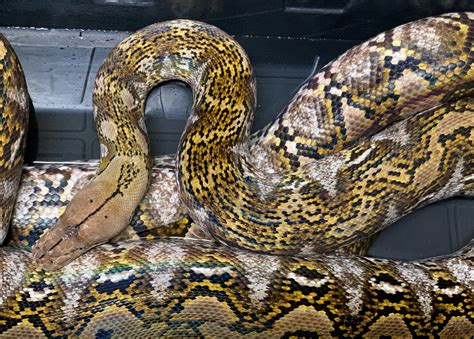 Image result for Selayer Reticulated Python