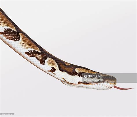 Image result for Python Head Topo View