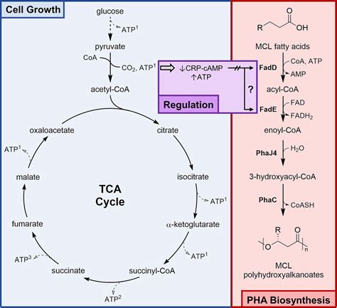 Image result for E. Coli Fermentor