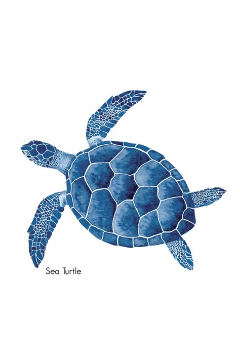 Toradh íomhá ar Turtle Drawing Top View