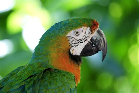 Image result for Pictures Parrot
