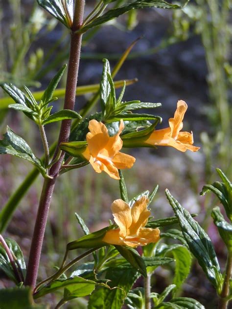 Image result for Sticky Flower