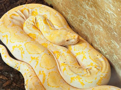 Image result for Reticulated Python Pictures