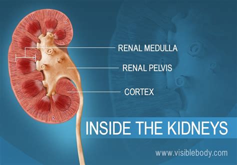 Image result for Kidneys Location in Body