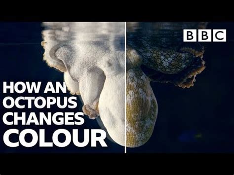 Octopus Changing Colour に対する画像結果