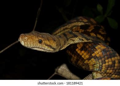 Image result for Scrub Python Racetrack