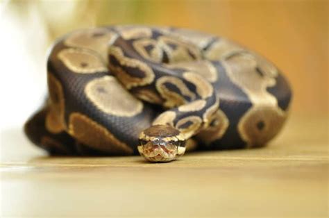 Image result for Ball Python Lighting