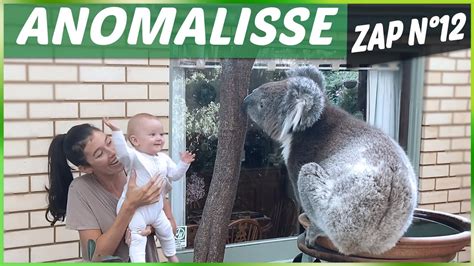 Zap Des Animaux に対する画像結果