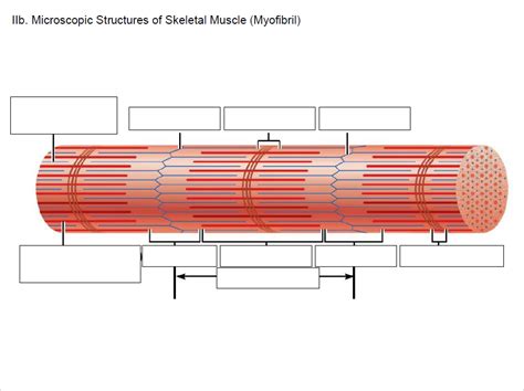 Internal Components of Myofibril Diagram に対する画像結果