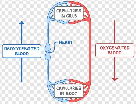 Toradh íomhá ar Blood Circle PNG