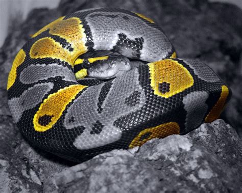 Image result for Ball Python Snake Wallpapers