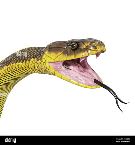 Toradh íomhá ar Jungle Axenthic Python