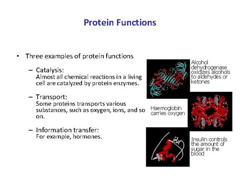 Protein Structure Protein Functions Three examples of protein