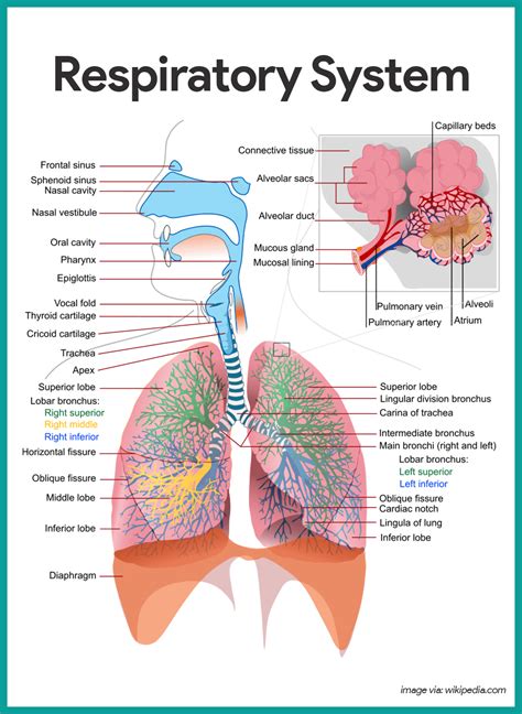 Afbeeldingsresultaten voor Respiratory System Notes PDF