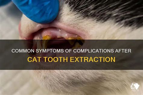 Image result for What to Expect After Cat Tooth Extraction
