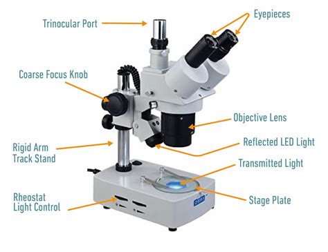 How to Use a Microscope: Beginner’s Guide (Easy Steps) - Optics Mag