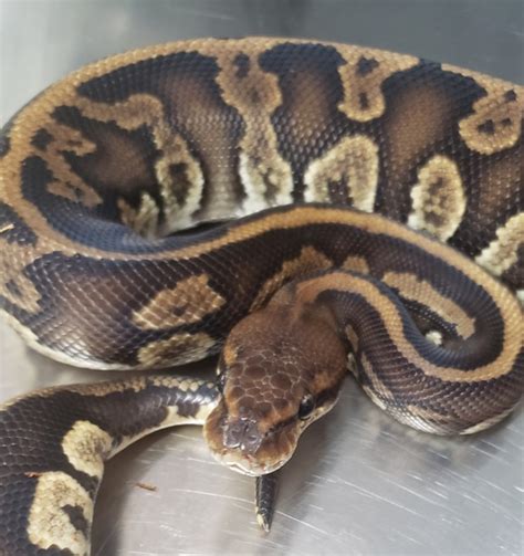 Image result for Bamboo Stranger Ball Python