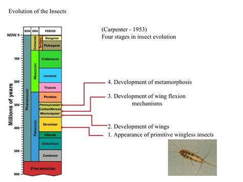 Image result for Insect Evolution