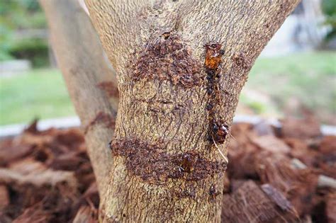 Image result for Red Maple Tree Bark Problems