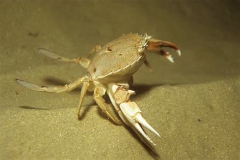 Paddle Crab Catching に対する画像結果