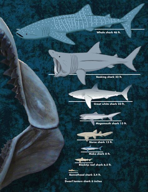 Image result for Different Size Sharks