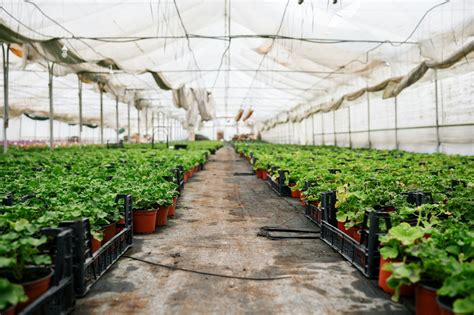 Image result for Using Grow Tents