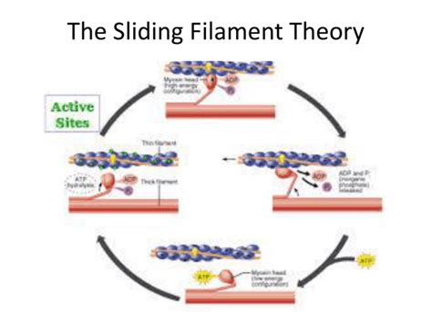 Toradh íomhá ar Sliding Filament Muscle Contraction