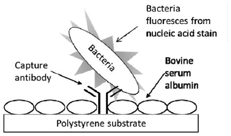 Antibody Microarray に対する画像結果