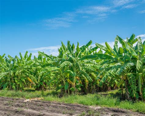 Image result for Banana Tree Root System