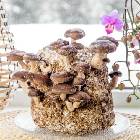 Image result for How to Use Mushroom Spawn