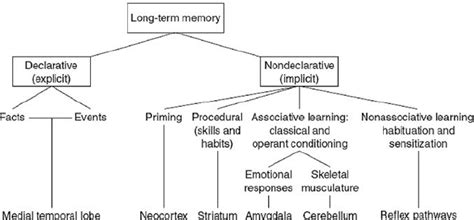 Image result for Long-Term Memory Structure