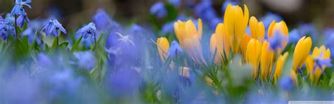 Image result for Spring Dual Monitor Wallpaper
