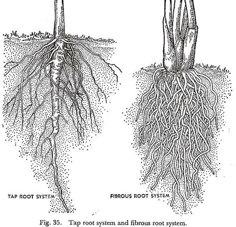 Tap Root System and Fibrous Root System | Root diagram, Roots drawing ...