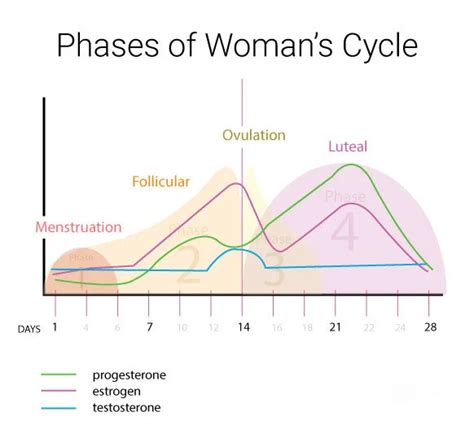 Image result for Follicular Phase Diagram