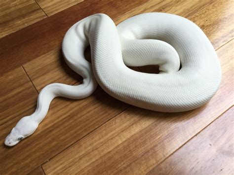 Image result for Leucistic Reticulated Python