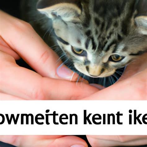 Image result for How to Train a Kitten Not to Bite