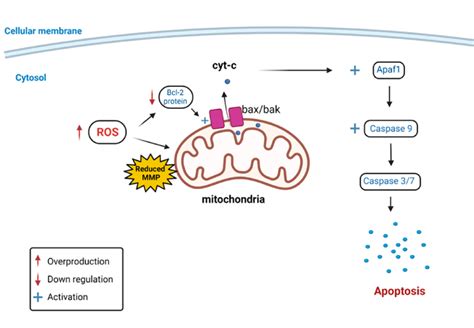 Afbeeldingsresultaten voor Ros Synthesis