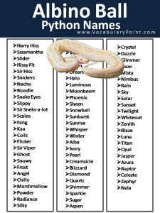 Image result for Ball Python Latin Name