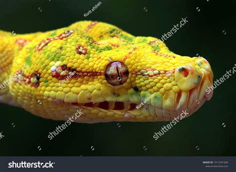 Python Yellow に対する画像結果