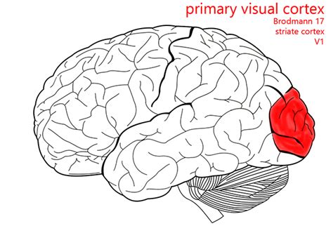 Image result for Visual Cortex Bra in Transparent