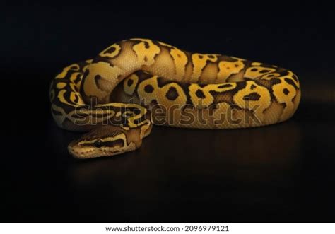 Toradh íomhá ar Python Regius Morphs