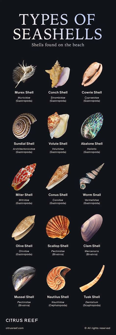 Image result for Type of Sea Shell
