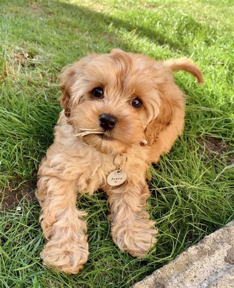 Cavapoo Puppies Breeders に対する画像結果