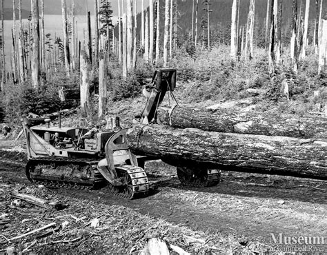 Image result for Cat Logging