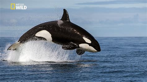 Image result for Orca Documentary