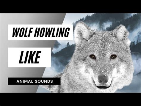 Image result for Wolves Sounds